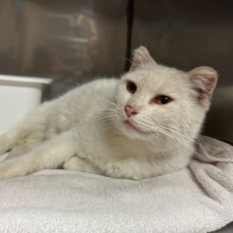 White Cat