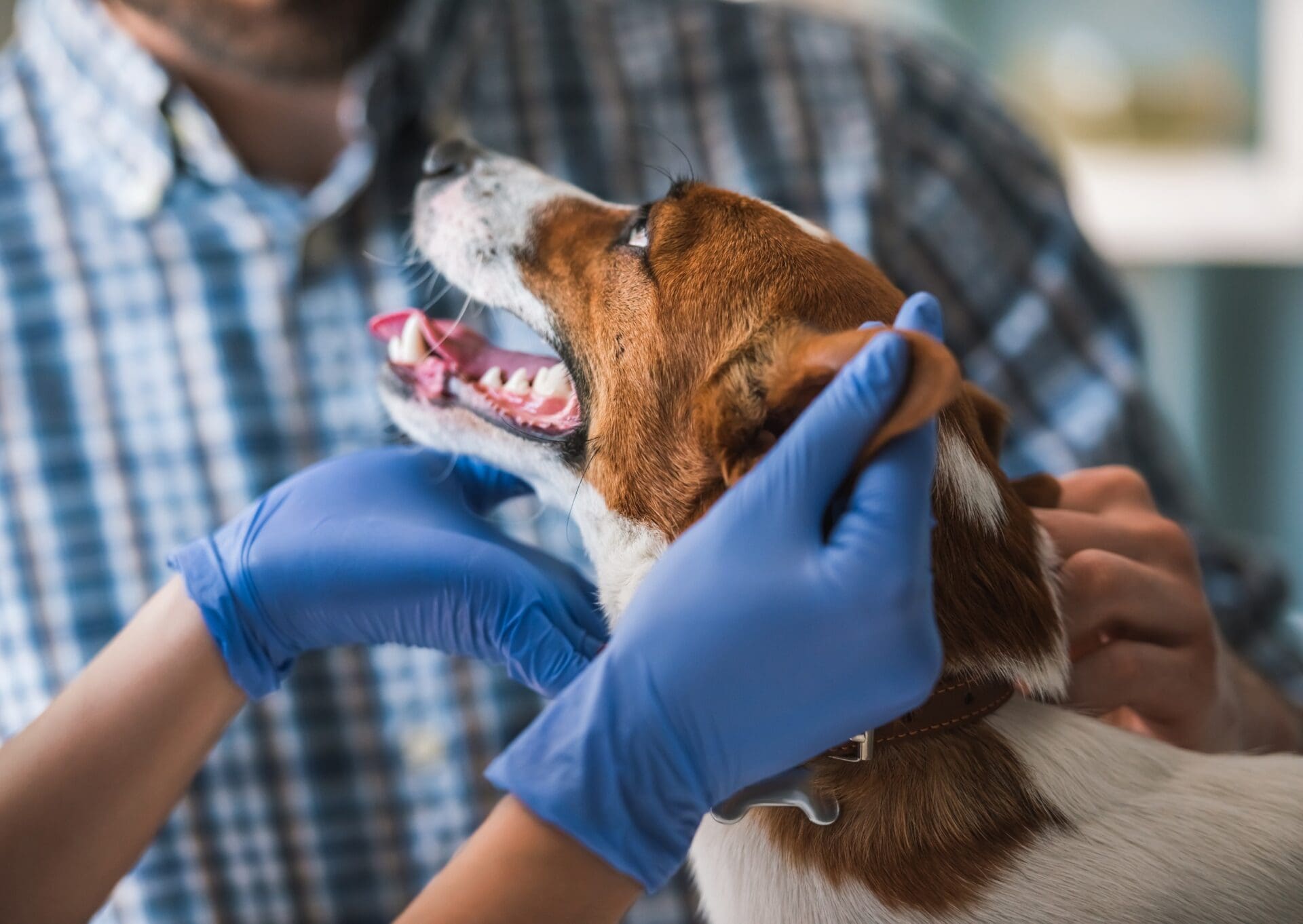 Cute dog is looking at his guardian while is being examined by the veterinarian Young stylish couple walking with dog in street