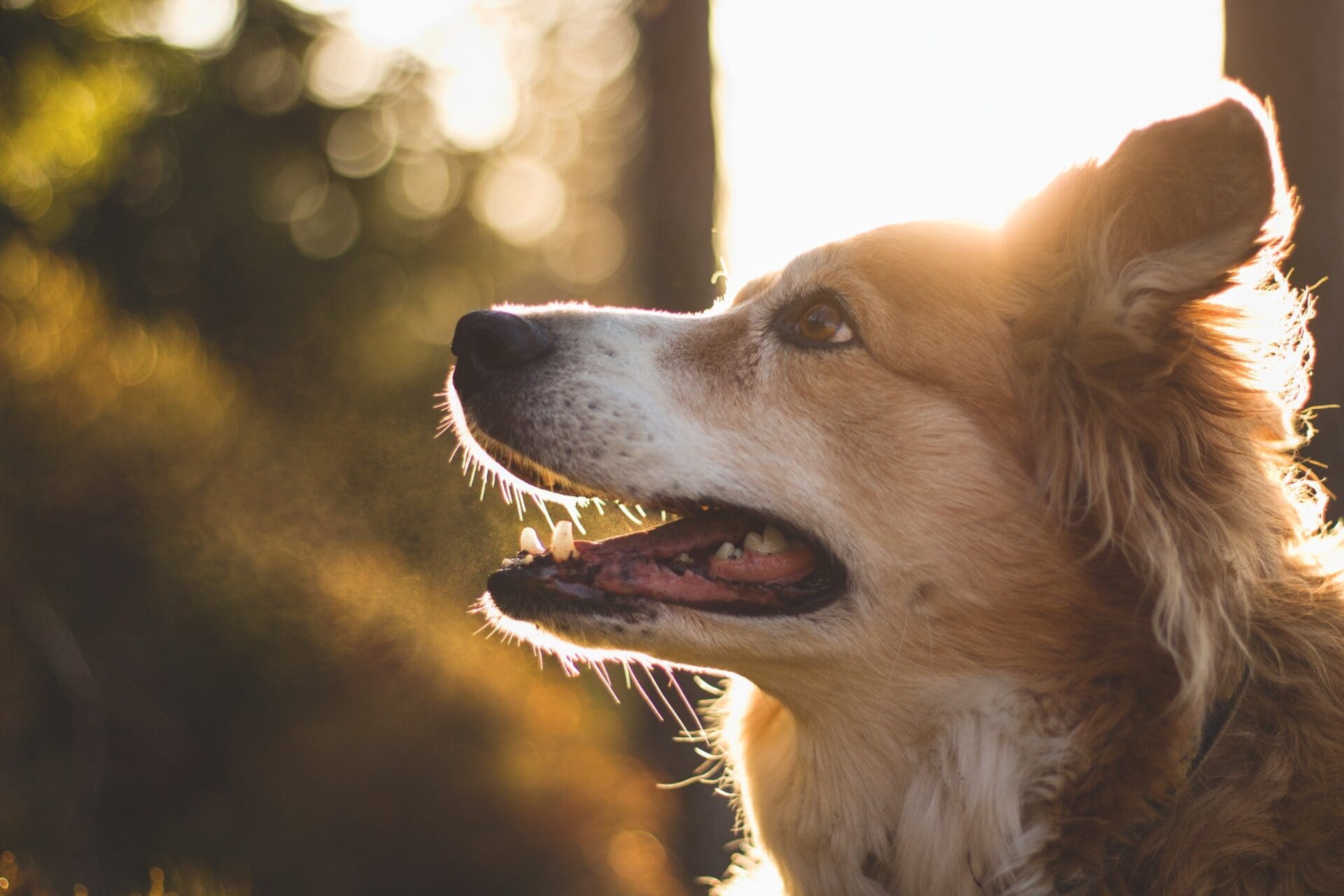 the brown border collie at the sunrise in forest Young stylish couple walking with dog in street